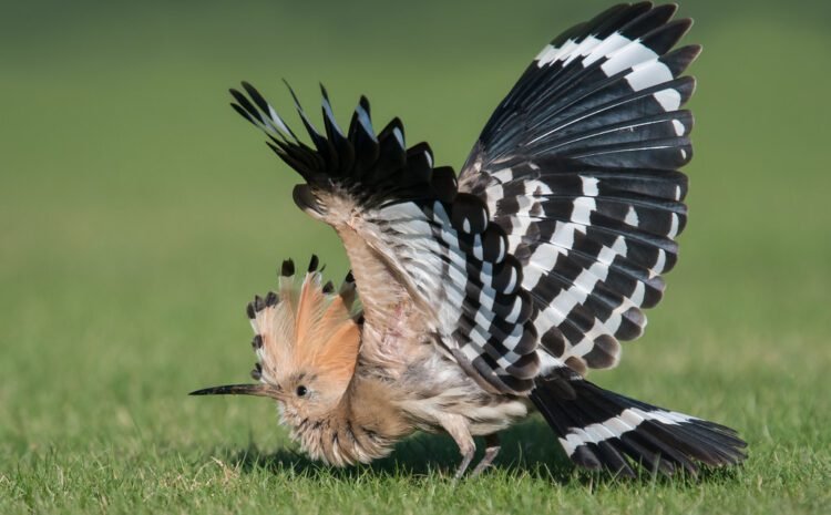 Egyptian Whoop Bird’s Eye