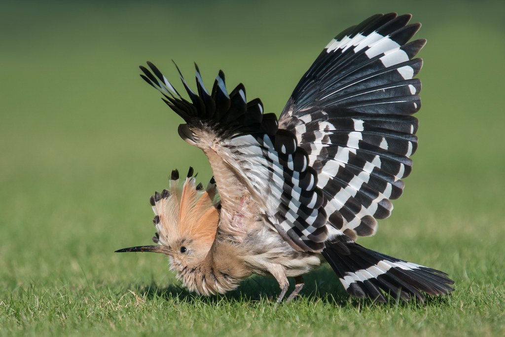 Egyptian Whoop Bird’s Eye