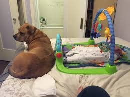 don't put a human child down like a dog