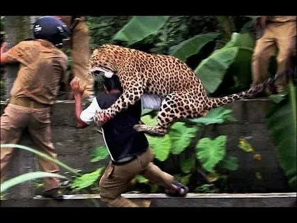 Exploring Bible Predictions of Animal Attacks