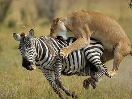 Exploring Bible Predictions of Animal Attacks