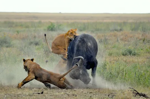 Exploring Bible Predictions of Animal Attacks
