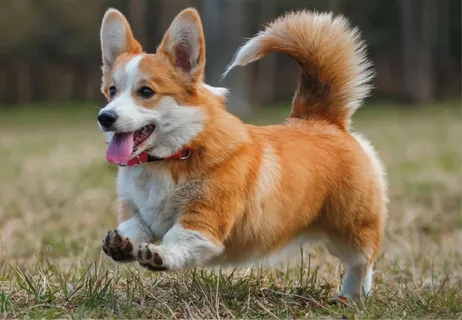 Corgi With Tail